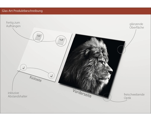 Glasbild mit Löwenmotiv, inklusive Abstandshalter und glänzender Oberfläche