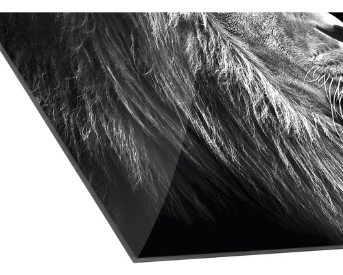 Acrylglasbild mit Schwarz-Weiß-Fotografie eines Löwenkopfes