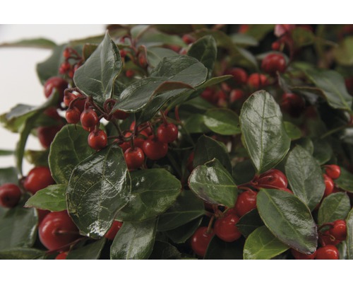 Gaultheria mit roten Beeren und grünen Blättern