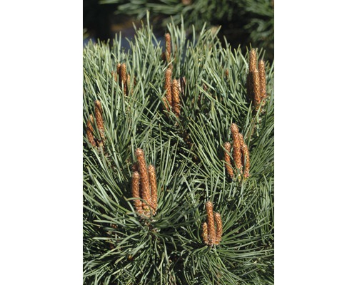 Gros plan de branches de pin avec des bourgeons