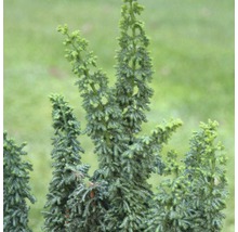 Hinoki-Scheinzypresse Botanico Chamaecyparis obtusa 'Chirimen' H 20-25 cm Co 3,7 L-thumb-1