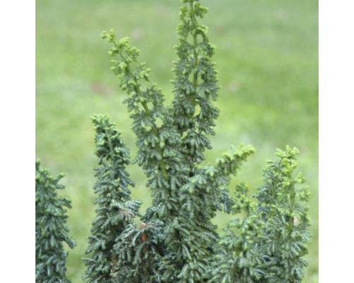 Gros plan d''un cyprès