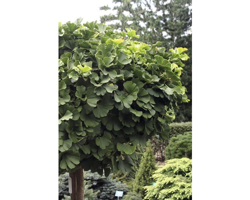 Ginkgo Biloba arbre boule dans le jardin.