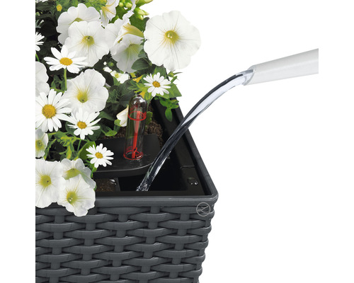 Arrosage d''un bac à plantes avec indicateur d''eau et fleurs blanches.