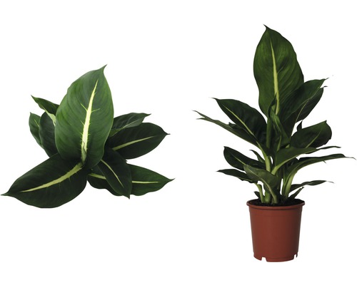 Dieffenbachia Zimmerpflanze im Topf, zwei Ansichten