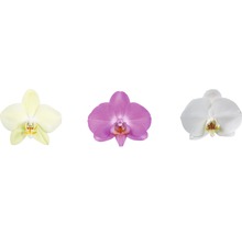 Orchidée papillon FloraSelf Phalaenopsis multiflora Mini h 55-70 cm pot Ø 12 cm 2 panicules diff. couleurs-thumb-4