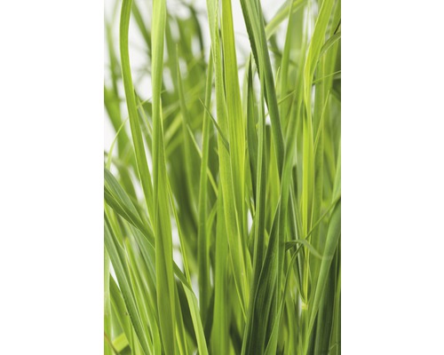 Gros plan d''herbe