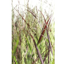 Gros plan d''herbes ornementales dans le jardin