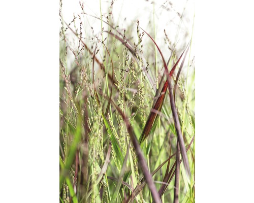 Gros plan d''herbes ornementales dans le jardin