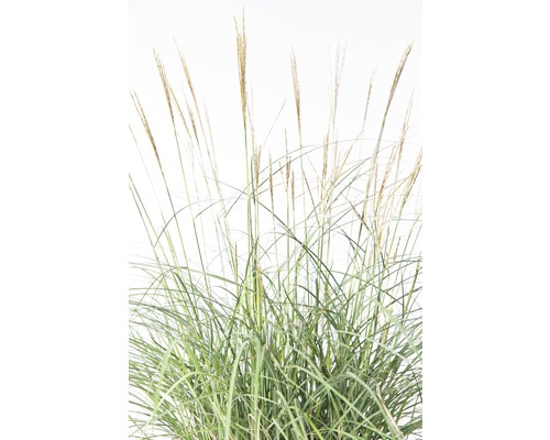 Roseau de Chine en détail