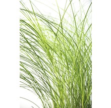 Feinhalm Chinaschilf FloraSelf Miscanthus sinensis 'Gracillimus' H 10-60 cm T 14 cm