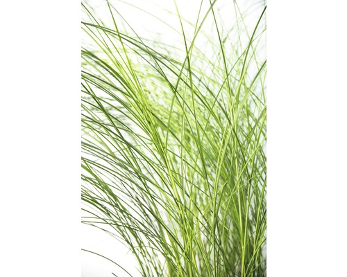 Gros plan sur une tige d''herbe