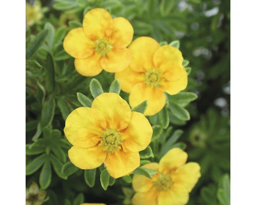 Potentille frutescente FloraSelf Potentilla fruticosa 'Mango Tango' H 30-40 cm Co 4 L