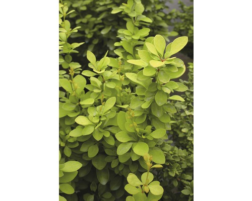 Épine-vinette à feuilles vert clair