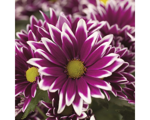 Gros plan de marguerites violettes à pointes blanches