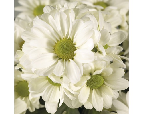 Gros plan sur des chrysanthèmes blancs avec des capitules verts