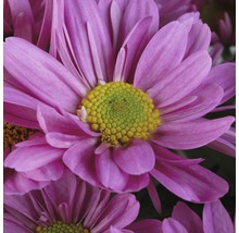 Nahaufnahme einer lila Chrysantheme mit gelbem Zentrum