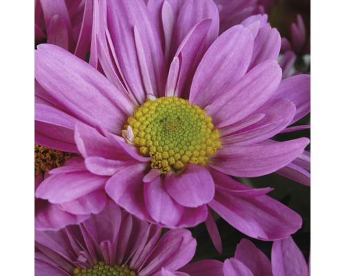 Gros plan d''un chrysanthème violet avec un centre jaune