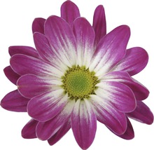 Chrysanthème FloraSelf Chrysanthemum indicum 'Pink Secret' pot Ø 23 cm-thumb-2