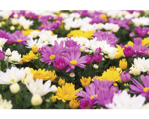 Gros plan sur des chrysanthèmes blancs, jaunes et violets