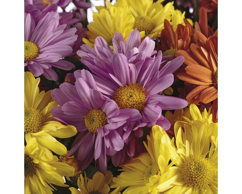 Gros plan de fleurs de chrysanthèmes