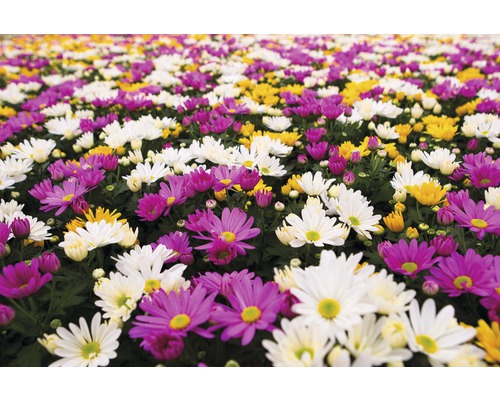 Champ de marguerites en blanc, jaune et violet