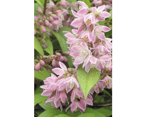 Deutzias FloraSelf Deutzia magnifica 'Tourbillon Rouge' H 80-100 cm Co 10 L