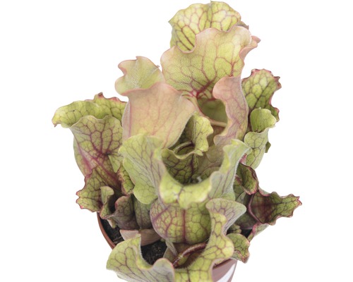 Plante carnivore en pot