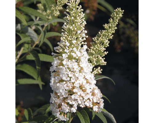 Buddleja, buddleia de David FloraSelf Buddleja davidii H 60-80 cm Co 3 L blanc Gros plan d''une fleur blanche de Buddleja