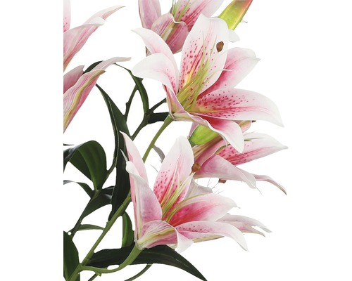 Gros plan de fleurs de lys roses avec des feuilles vertes.