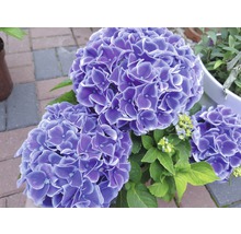 Gros plan sur des hortensias en fleurs en pot