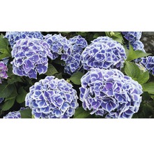 Gros plan sur des fleurs d''hortensia aux pétales bleu et blanc