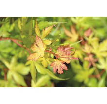 Gros plan d''un érable japonais avec des feuilles délicates
