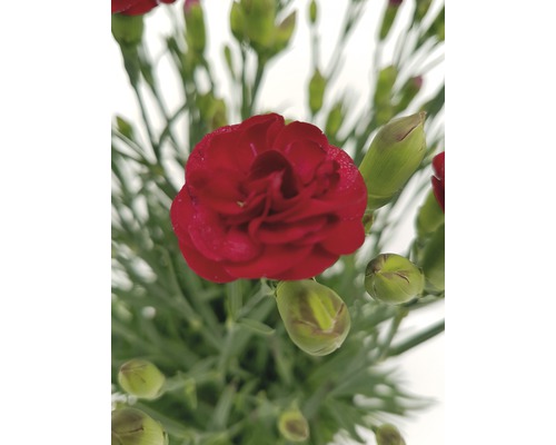 Oeillet rouge avec des boutons verts