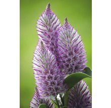 Gros plan des inflorescences de l''espèce Ptilotus exaltatus