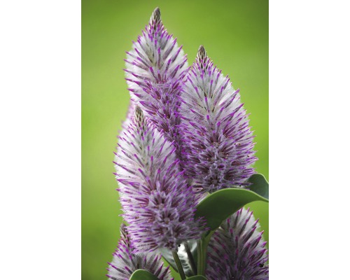 Gros plan des inflorescences de l''espèce Ptilotus exaltatus