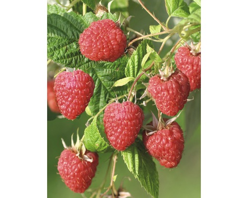 Framboise de jardin précoce Hof:Obst Rubus idaeus 'Malling Happy' h 30-40 cm co 3,4 l