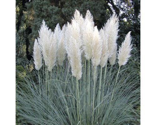 Petite herbe de la pampa, herbe de la pampa naine FloraSelf Cortaderia selloana 'Pumila' h 50-80 cm Co 15 l