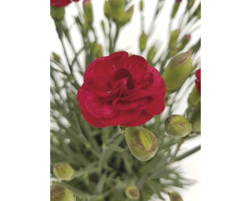 Gros plan d''une seule fleur d''oeillet rouge avec plusieurs boutons