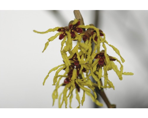 Inflorescence de noisetier des sorcières avec pétales jaunes et sépales rouges