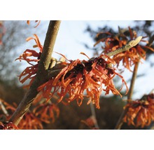 Gros plan d''un hamamélis en fleurs sur une branche