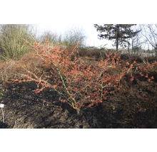 Arbuste d''ornement à floraison hivernale dans le jardin.