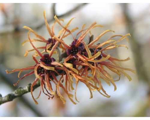 Noisetier de sorcière orange Hamamelis intermedia 'Jelena' h 40-60 cm Co 5 l floraison hivernale Fleurs d''hamamélis sur une branche