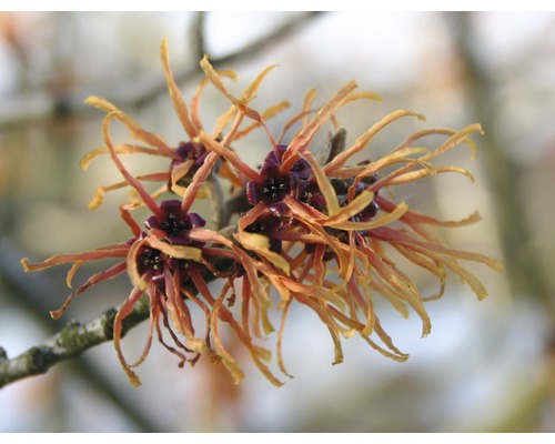 Orange Zaubernuss Hamamelis intermedia 'Jelena' H 40-60 cm Co 5 L Winterblüher