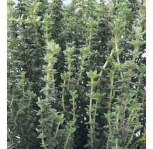 Italienischer Thymian Thymus vulgaris 'Faustini' H 5-20 cm Co 0,5 L-thumb-0
