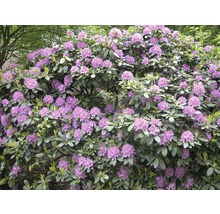Großblumige Alpenrose, Rhododendron FloraSelf Rhododendron 'Catawbiense Grandiflorum' H 60-70 Co 15 L