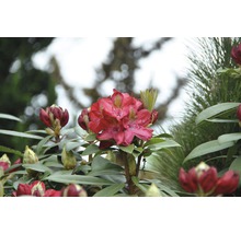 Rhododendron à grosses fleurs FloraSelf Rhododendron 'Junifeuer' h 60-70 cm co 15 l