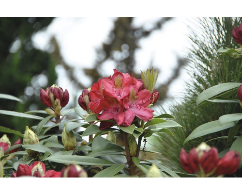 Rhododendron à grosses fleurs FloraSelf Rhododendron 'Junifeuer' h 60-70 cm co 15 l
