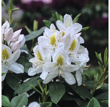Gros plan sur des fleurs de rhododendron avec des feuilles vertes