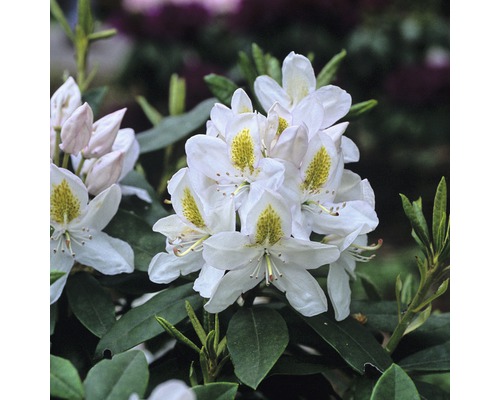 Gros plan sur des fleurs de rhododendron avec des feuilles vertes